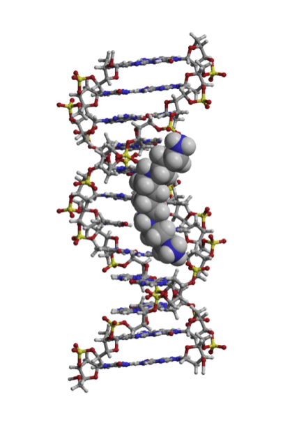 B-DNA with spermine bridge